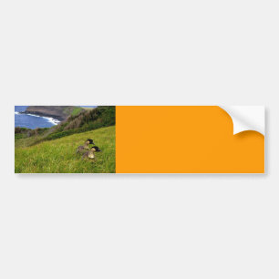 Bumper Sticker / Endangered Hawaiian Nene Geese