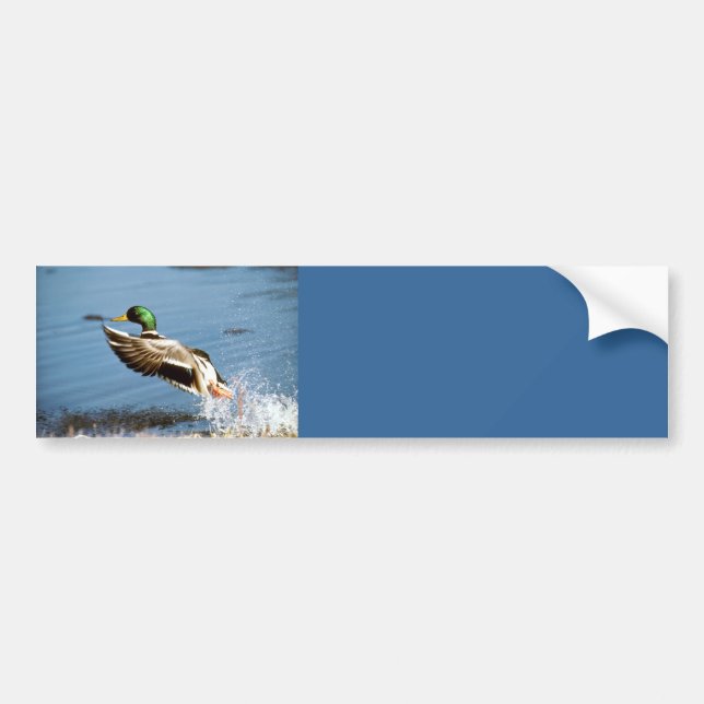 Bumper Sticker / Mallard Duck (Front)