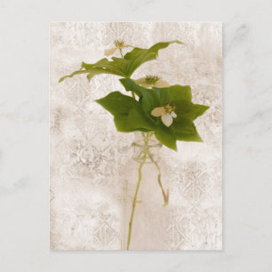Bunch Berry - Wild Dogwood Postcard