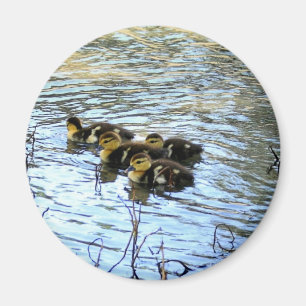 Bunch Of Baby Ducks Magnet