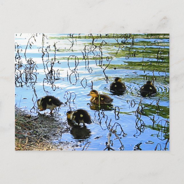 Bunch Of Baby Ducks Postcard (Front)