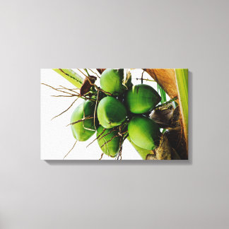Bunch of Coconuts ~ Caribbean Canvas Print