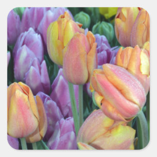 Bunch of colorful tulips square sticker