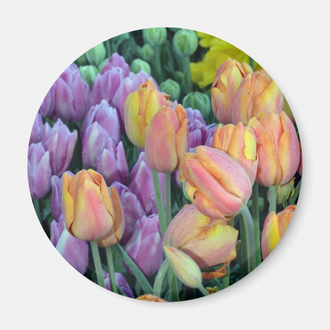 Bunch of colourful tulips magnet (Front)