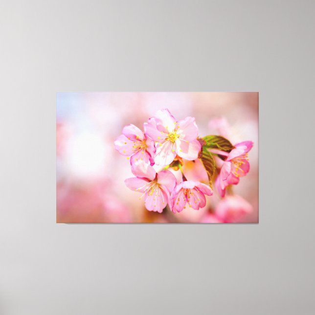 Bunch Of Fresh Pink Sakura Flowers On Pink Canvas Print (Front)