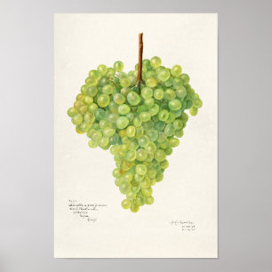 Bunch of Green Grapes Fruit Watercolor Painting Poster