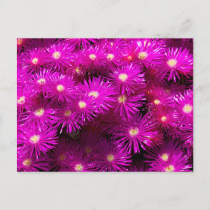 Bunch of Pink Aster Flowers Postcard