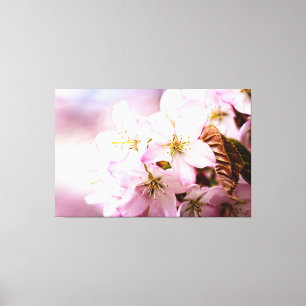 Bunch Of Pink Sakura Against The Pink Background Canvas Print