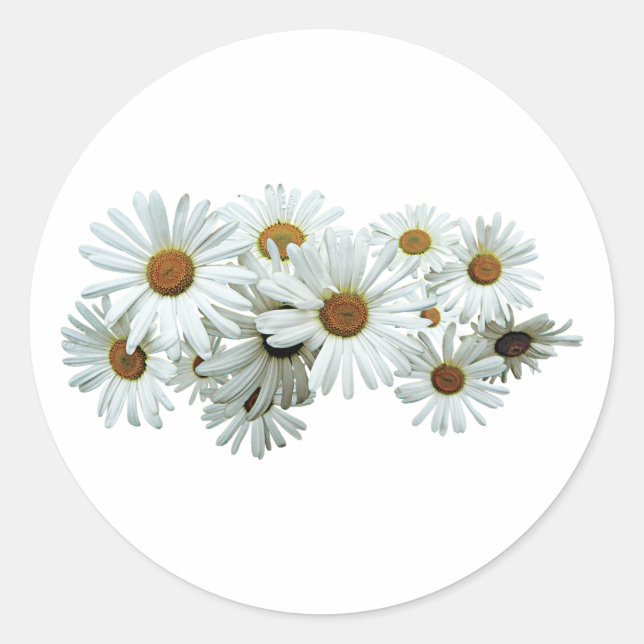 Bunch of White Daisies Classic Round Sticker (Front)