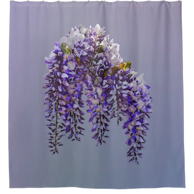Bunch of Wisteria (Front)