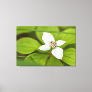 Bunchberry Canvas Print