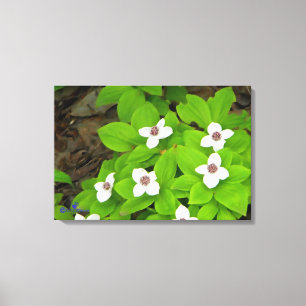 Bunchberry Canvas Print