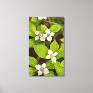 Bunchberry Flowers Canvas Print