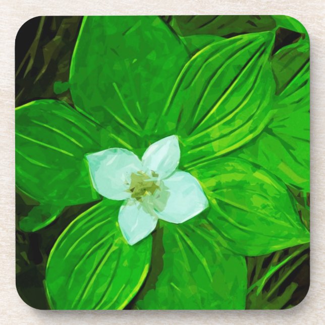 Bunchberry White Wildflower Coaster (Front)