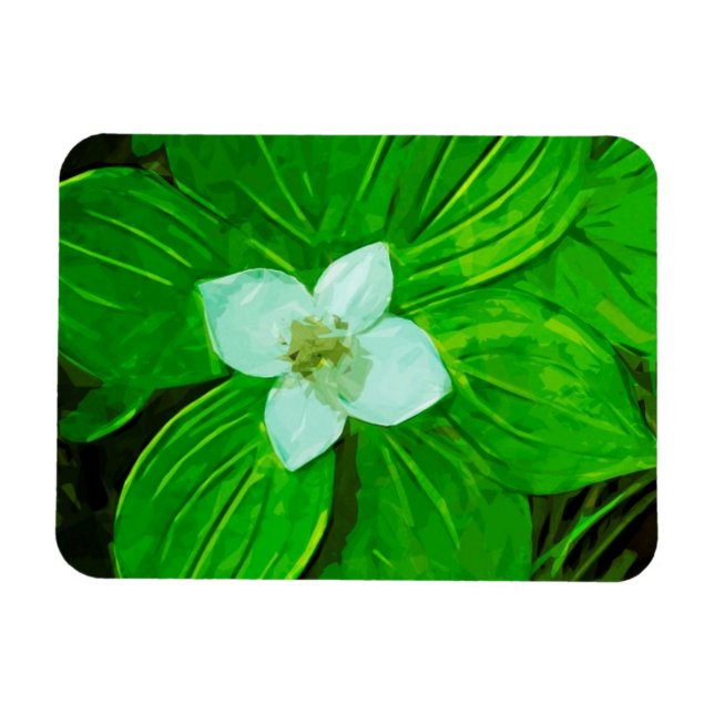 Bunchberry White Wildflower Magnet (Horizontal)
