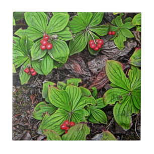 Bunchberry With Berries Tile