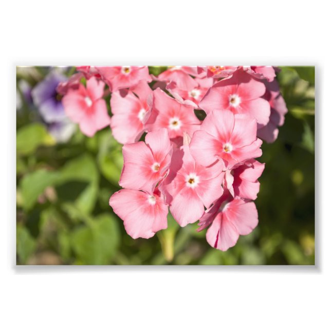 Bunches and Bunches Photo Print (Front)