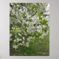 Bunches of Blossoms
