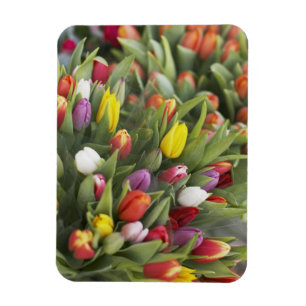 Bunches of colourful tulips magnet