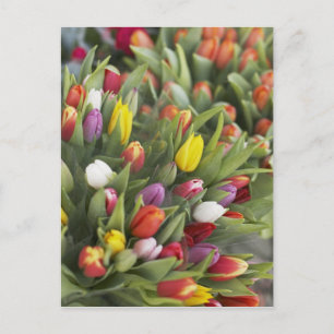 Bunches of colourful tulips postcard