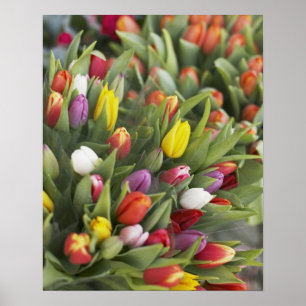 Bunches of colourful tulips poster