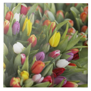 Bunches of colourful tulips tile