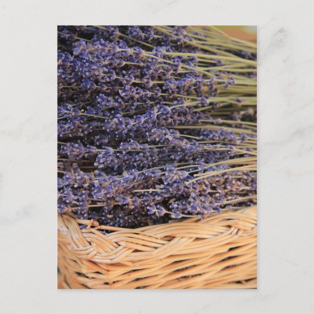 Bunches of Lavendel Postcard (Front)