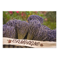 Bunches of lavender for sale, Vence, Provence,