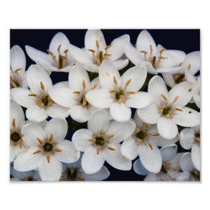 Bunches of white flowers photo print