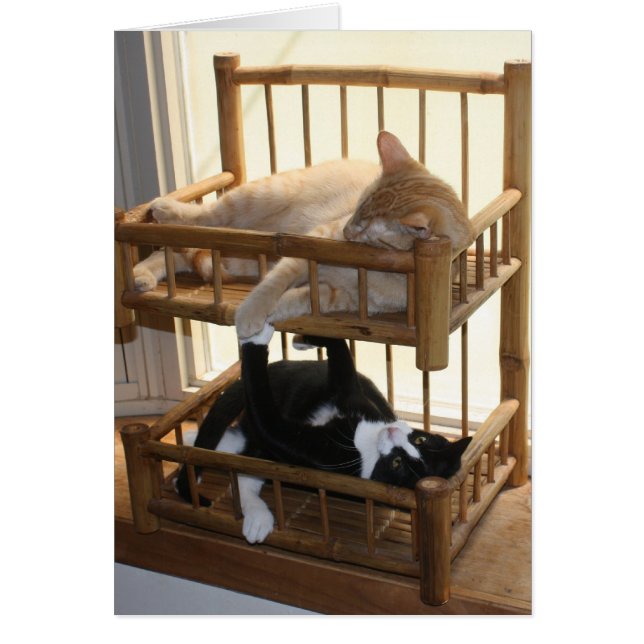 Bunk Bed Brothers (Front)