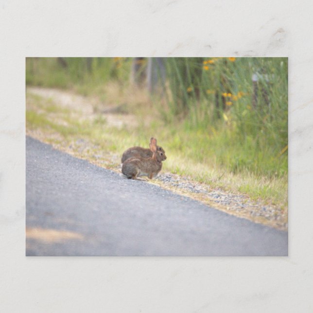 Bunnies Photo Postcard (Front)