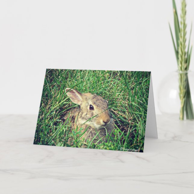 Bunny All Occasions  Card (Front)