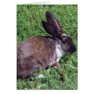 Bunny Blank Inside