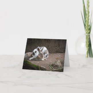 Bunny Card