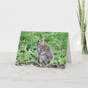 Bunny Card