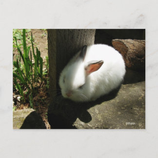 Bunny Dreams postcards