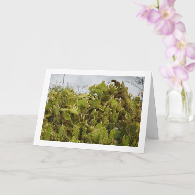 Bunny Ears Cactus, Opuntia Microdasys Card (Orchid)