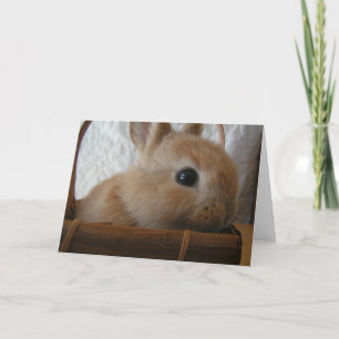 Bunny Easter Card