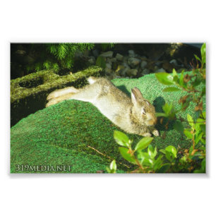 Bunny in Repose Photo Print