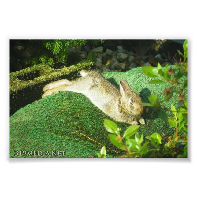 Bunny in Repose Photo Print (Front)