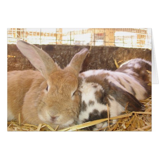 Bunny Love Card
