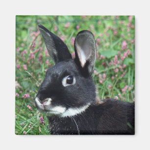 Bunny magnet