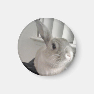 Bunny Magnet