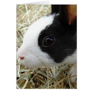Bunny néerlandais