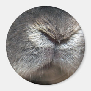 Bunny nose magnet