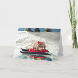 Bunny on Sled Christmas Card (Blank)