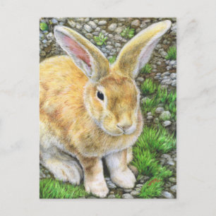 Bunny Pastel Postcard