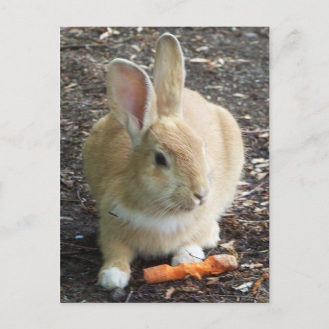 Bunny Postcard (Front)