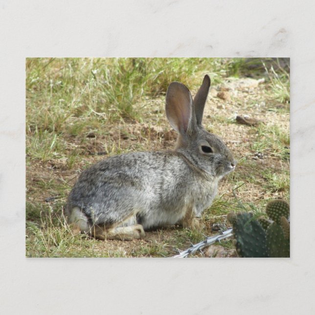 Bunny Postcard (Front)