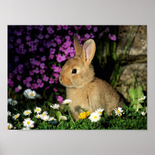 BUNNY POSTER